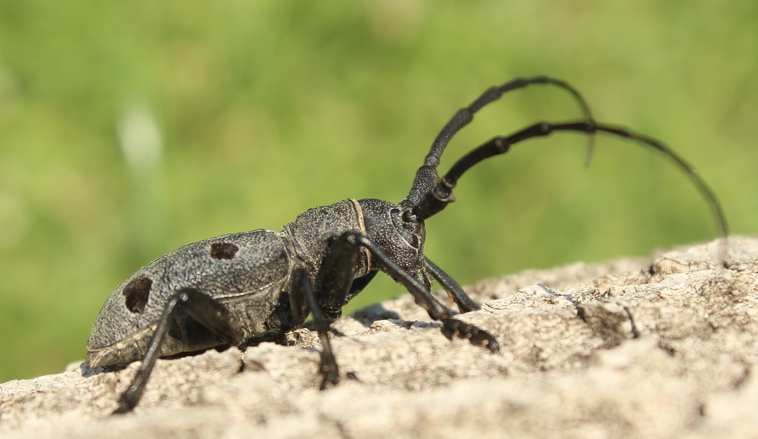 Morimus asper funereus - gyászcincér