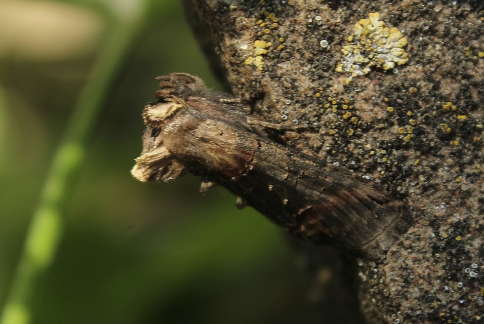 Abrostola triplasia - közönséges csalánbagoly