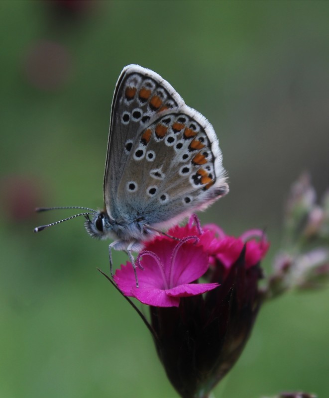 Aricia artaxerxes
