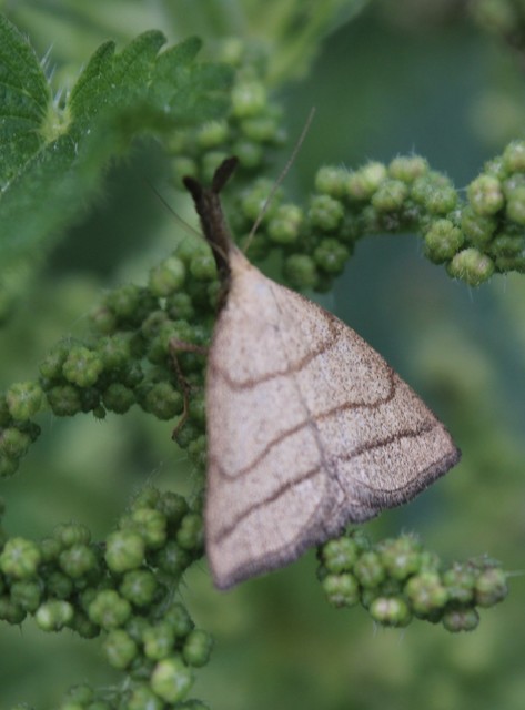 Polypogon tentacularia - sötétaljú karcsúbagoly