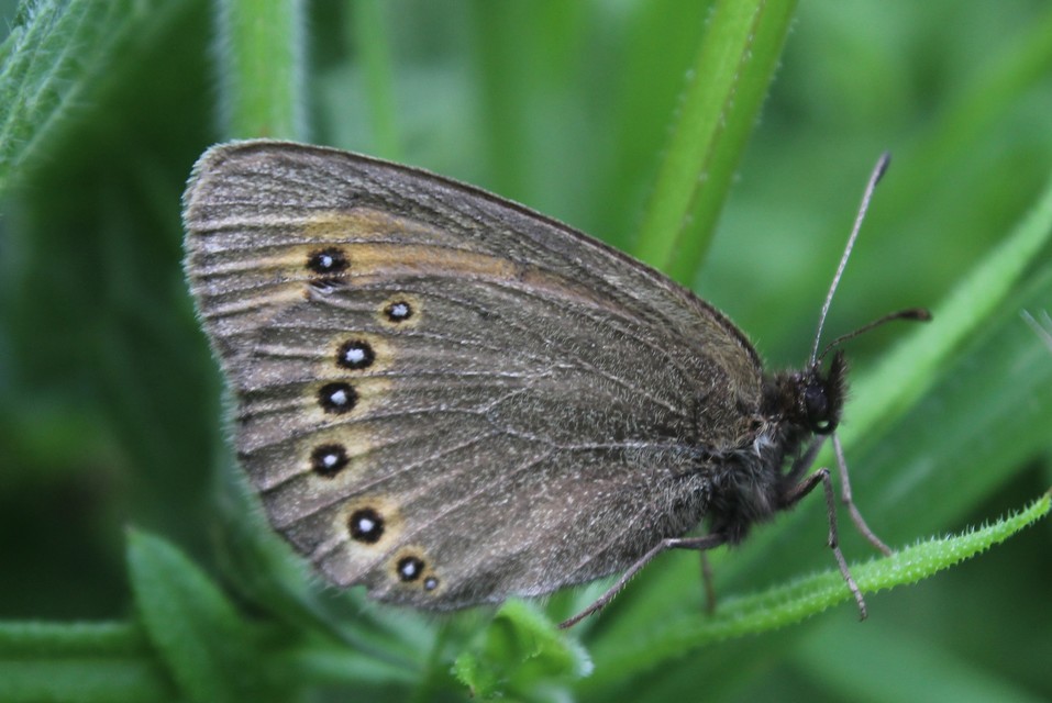 Erebia oeme