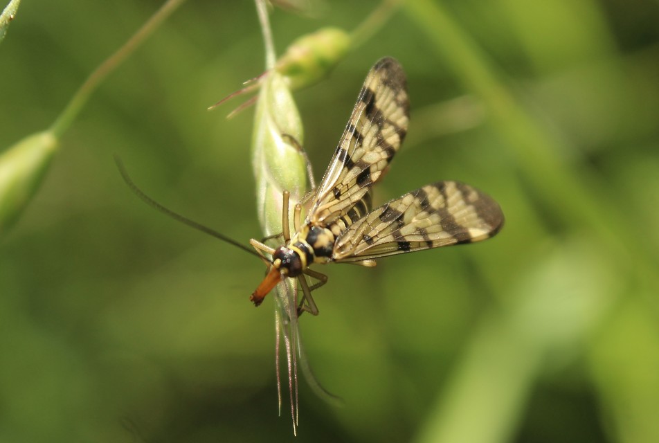 Panorpa vulgaris