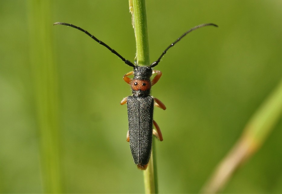 Phytoecia affinis - feketefejű cincér