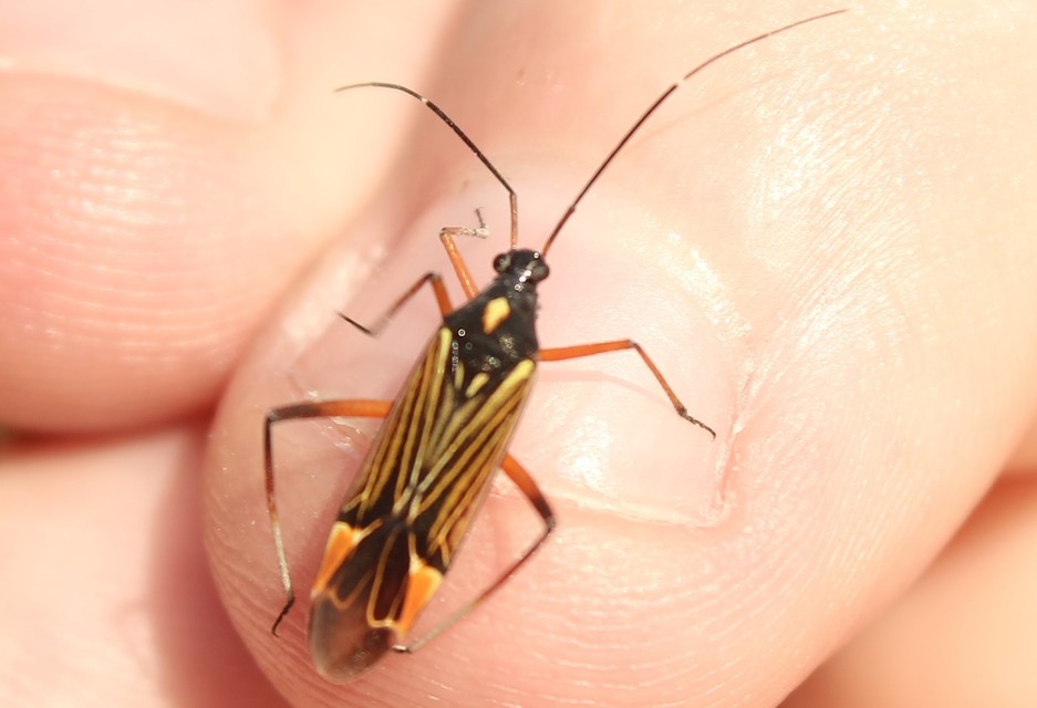 Miris striatus - sávos mezeipoloska