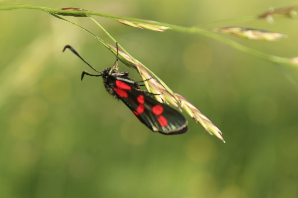 Zygaena filipendulae - acélszínű csüngőlepke