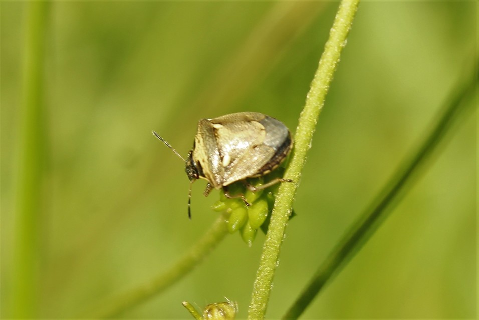 Eysarcoris Eysarcoris