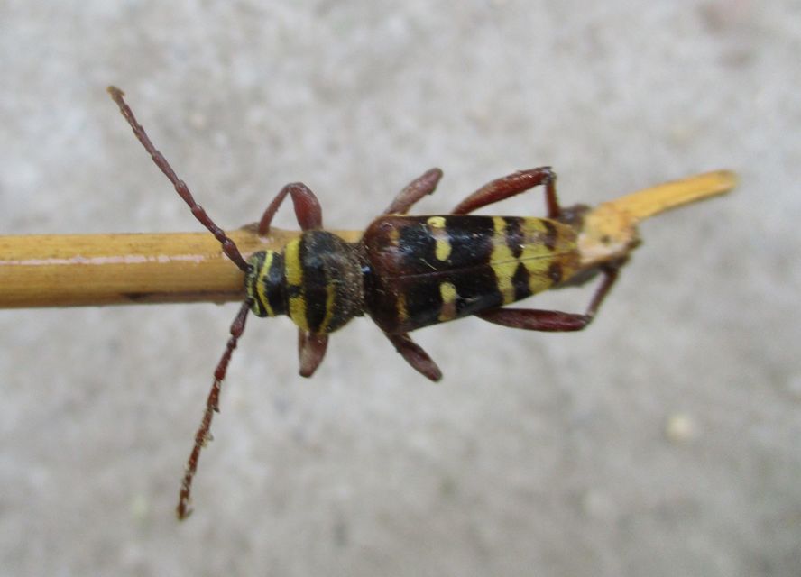 Plagionotus detritus - sárgafarú darázscincér
