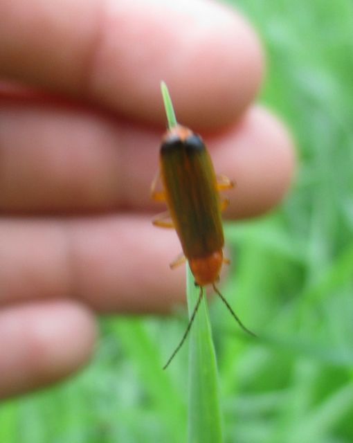 Rhagonycha fulva - feketevégű lágybogár
