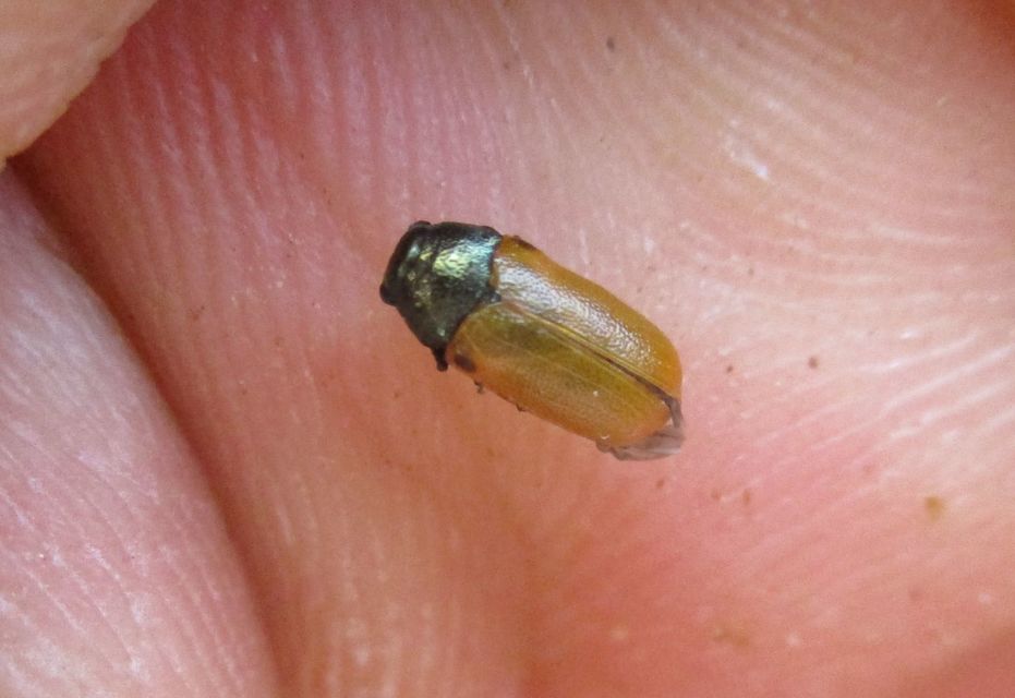 Labidostomis Labidostomis
