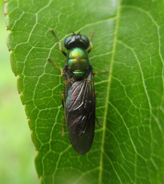 Chloromyia formosa - közönséges fémeslégy