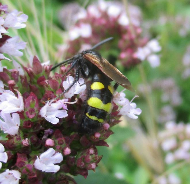 Scolia fusciformis - mediterrán tőrösdarázs