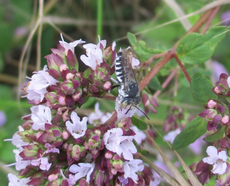 Coelioxys