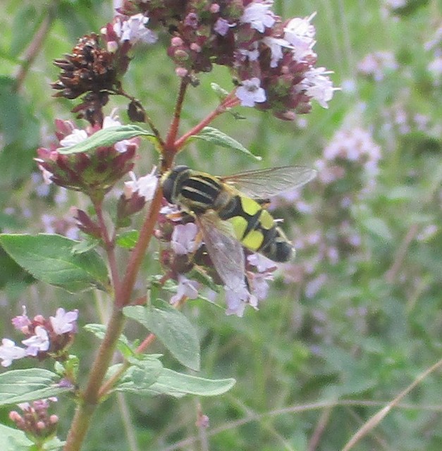 Helophilus trivittatus - nagy mocsárilégy
