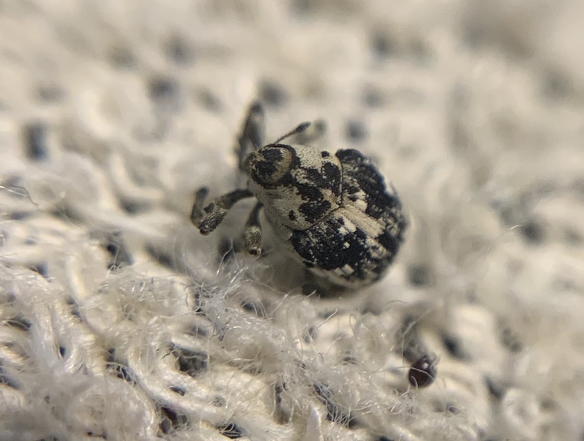 Hadroplontus litura - pompás aszatormányos