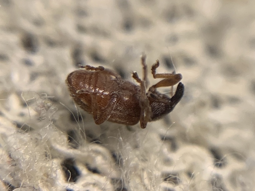 Hypera nigrirostris - pompás pikkelyesormányos