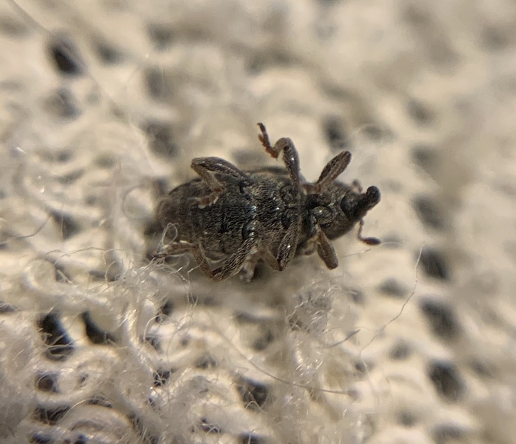 Hypera nigrirostris - pompás pikkelyesormányos