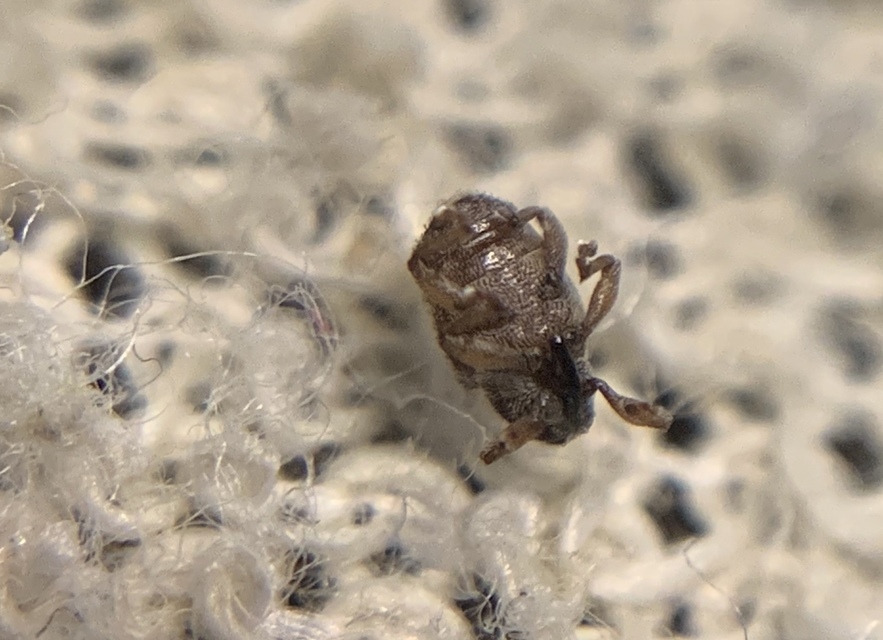 Trichosirocalus troglodytes - kis útifűormányos