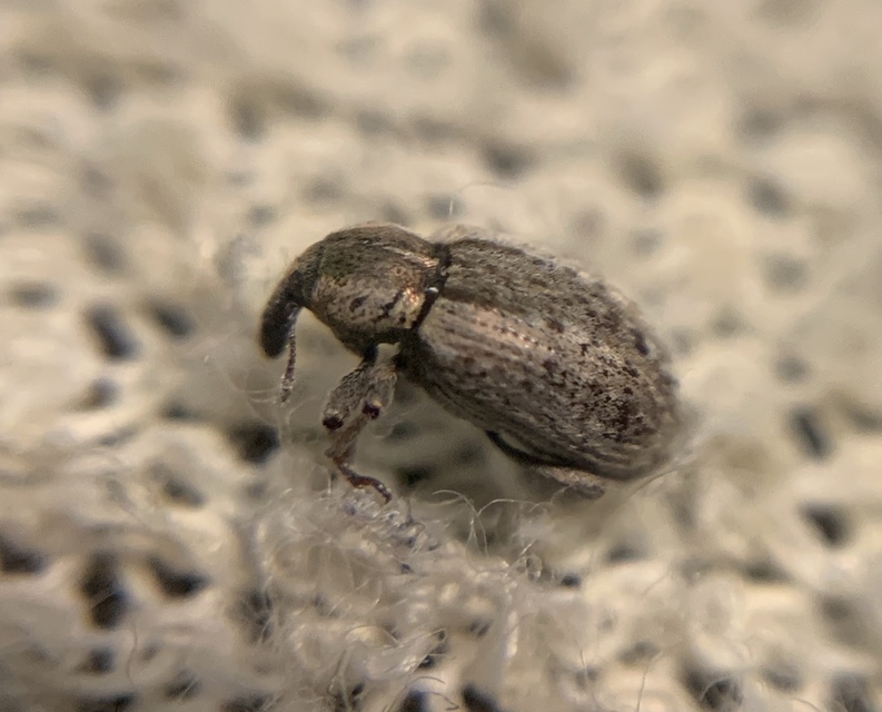 Hypera postica - lucerna-pikkelyesormányos
