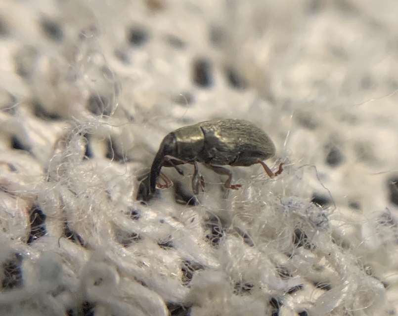 Acalyptus sericeus - selymes fűzormányos