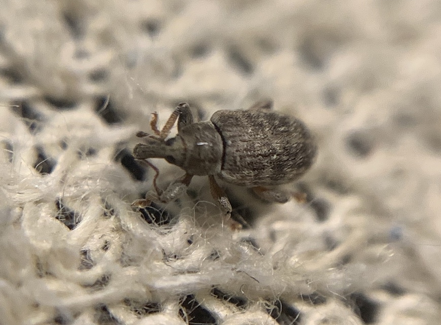 Dorytomus puberulus - feketenyár-hangormányos