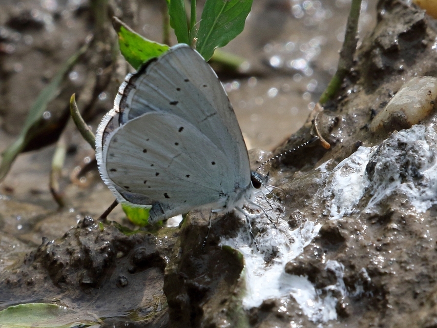 Celastrina argiolus - bengeboglárka