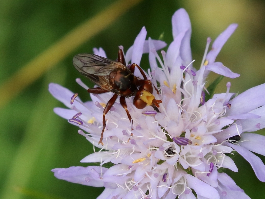 Sicus