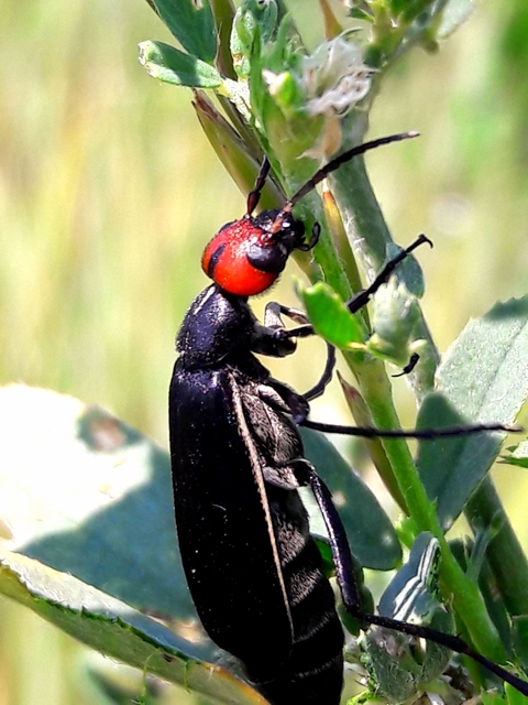 Epicauta rufidorsum - hollóbogár