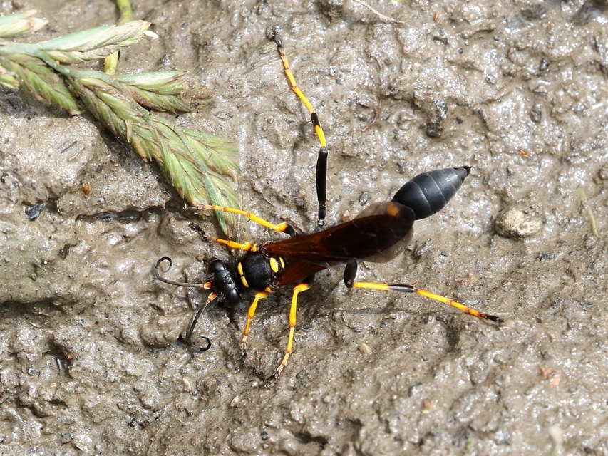 Sceliphron caementarium - feketenyelű lopódarázs