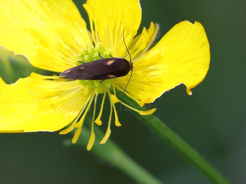 Scythris cuspidella - sárgamintás zöldmoly