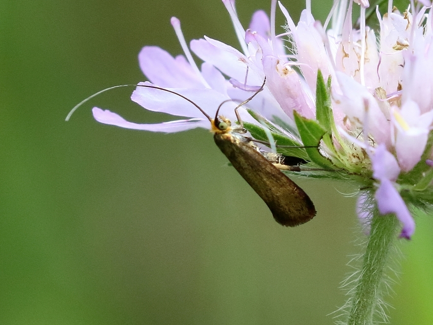 Nemophora metallica - fémszínű tőrösmoly