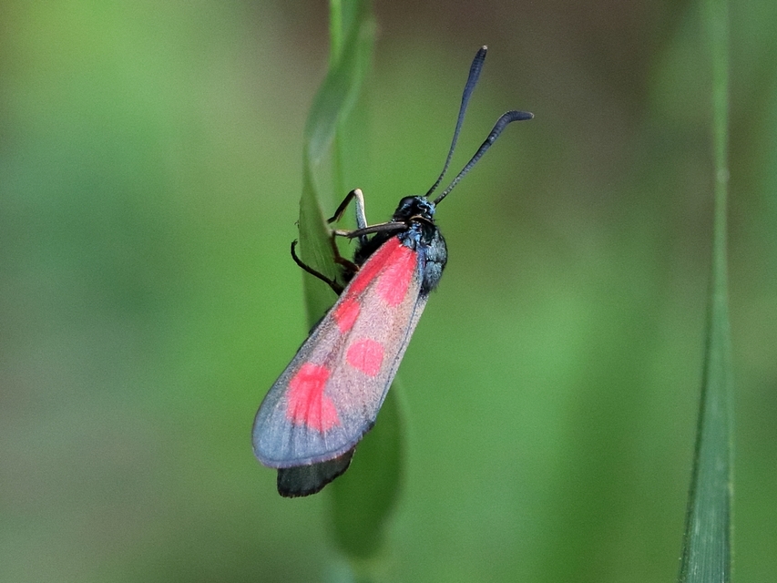 Zygaena loti - közönséges csüngőlepke