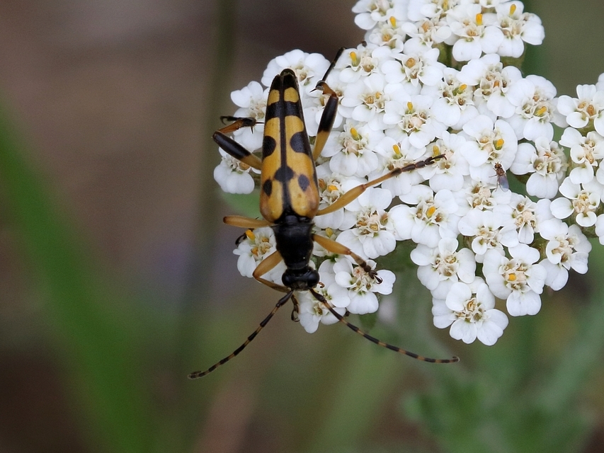 Rutpela maculata - tarkacsápú karcsúcincér