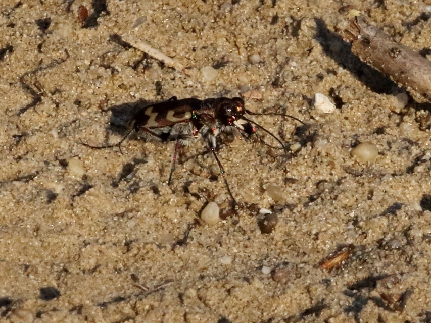 Cicindela hybrida - öves homokfutrinka