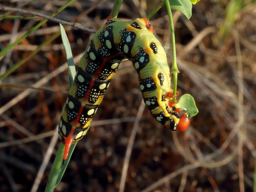 Hyles euphorbiae - kutyatejszender
