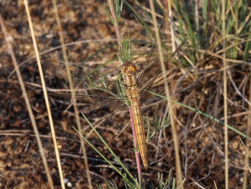 Orthetrum brunneum - pataki pásztorszitakötő