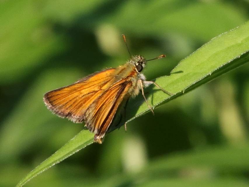 Thymelicus lineola - vonalas busalepke
