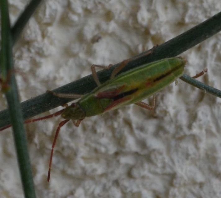 Myrmus miriformis - kurtaszárnyú karimáspoloska