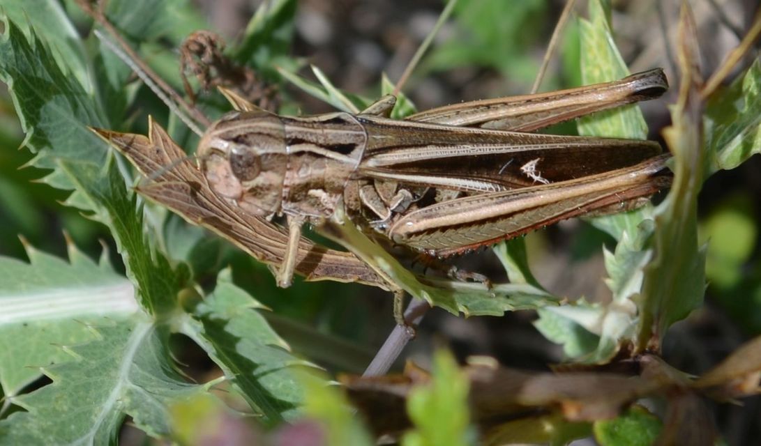 Stenobothrus lineatus - jajgató rétisáska