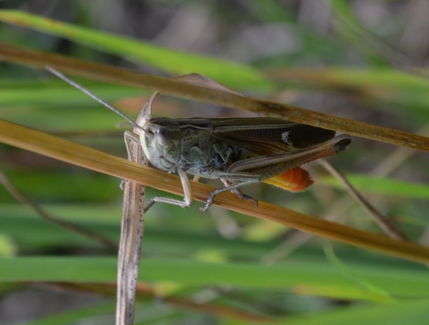 Stenobothrus lineatus - jajgató rétisáska