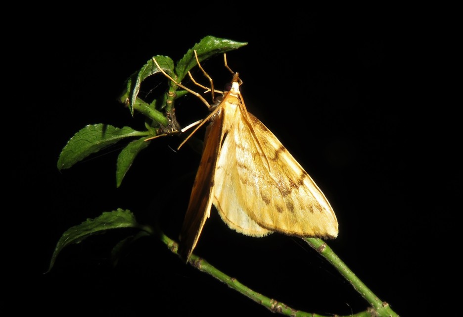 Eulithis pyraliata - sárga galajaraszoló