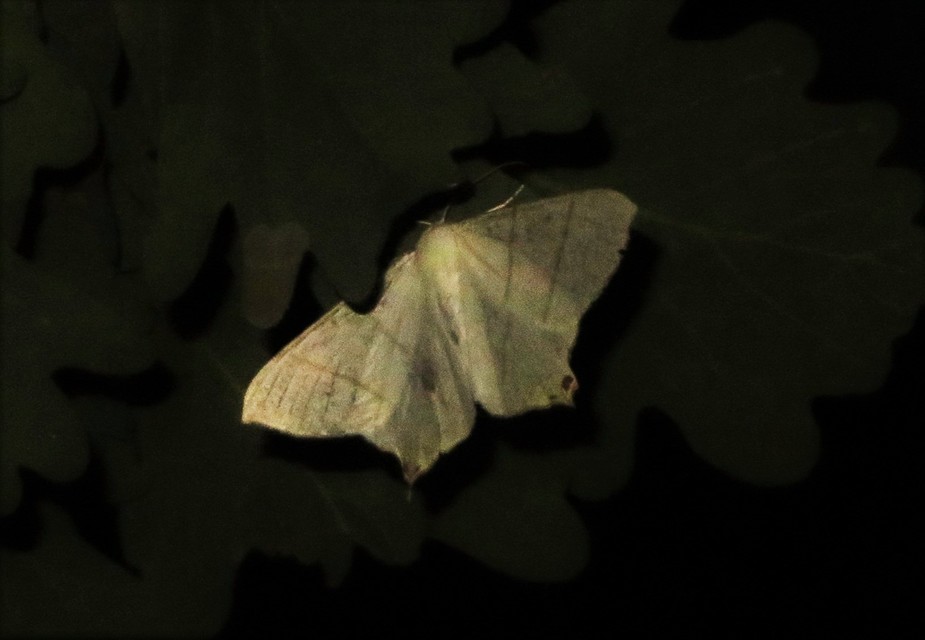 Ourapteryx sambucaria - fecskefarkú araszoló
