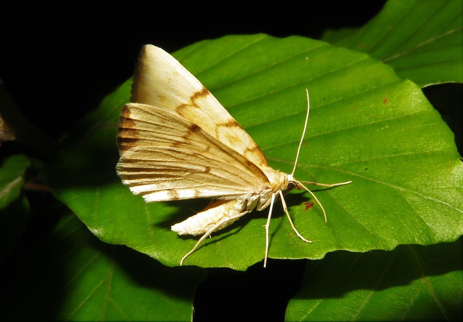 Eulithis pyraliata - sárga galajaraszoló