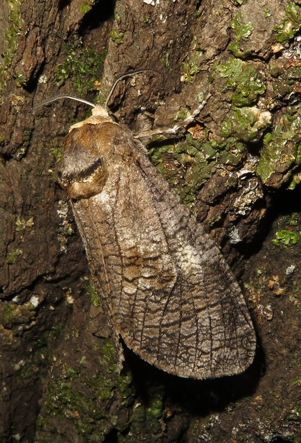 Cossus cossus - fűzfarontólepke