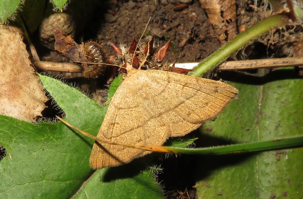Paracolax tristalis - sárgás karcsúbagoly