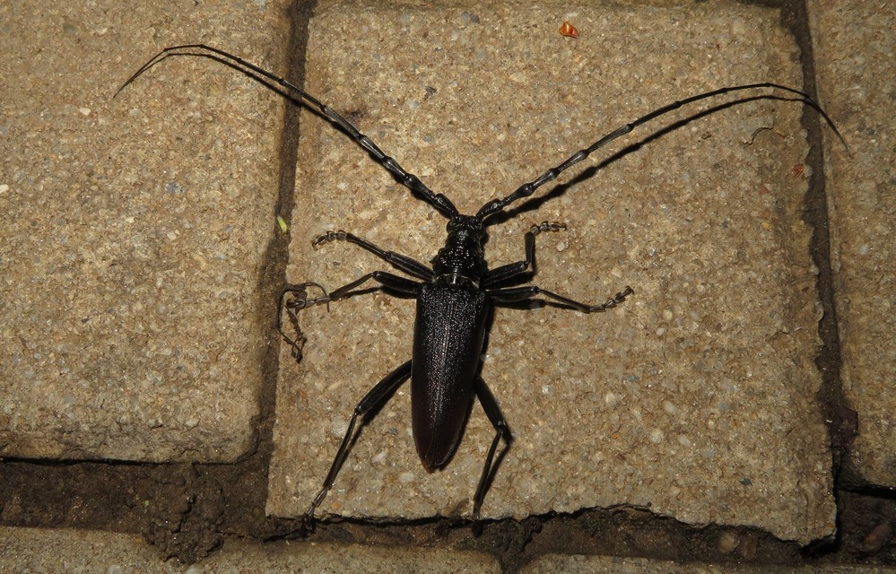 Cerambyx cerdo - nagy hőscincér