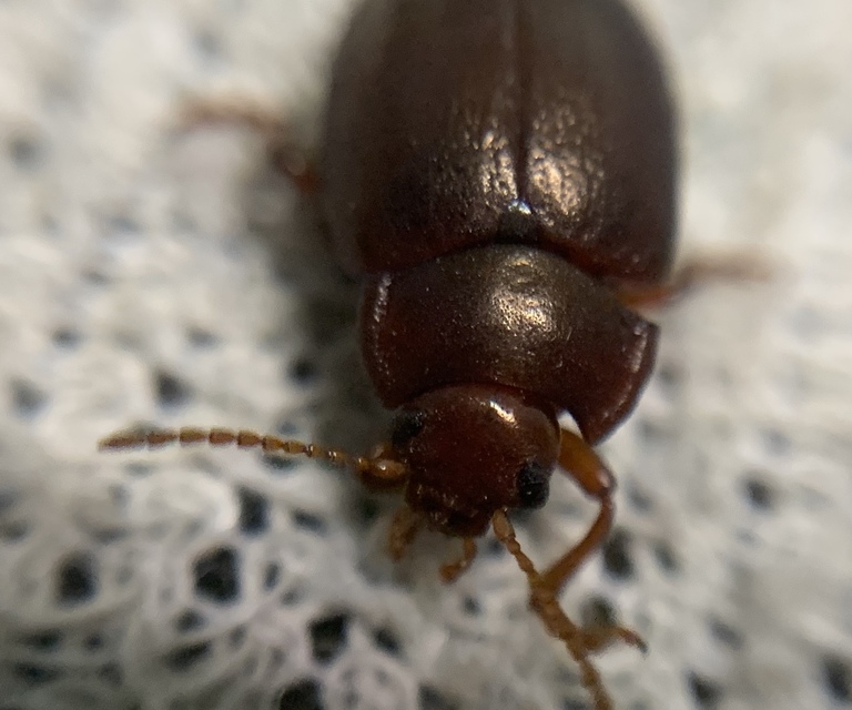 Chrysolina staphylaea - tavaszi levélbogár