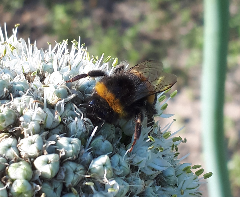 Bombus terrestris/lucorum