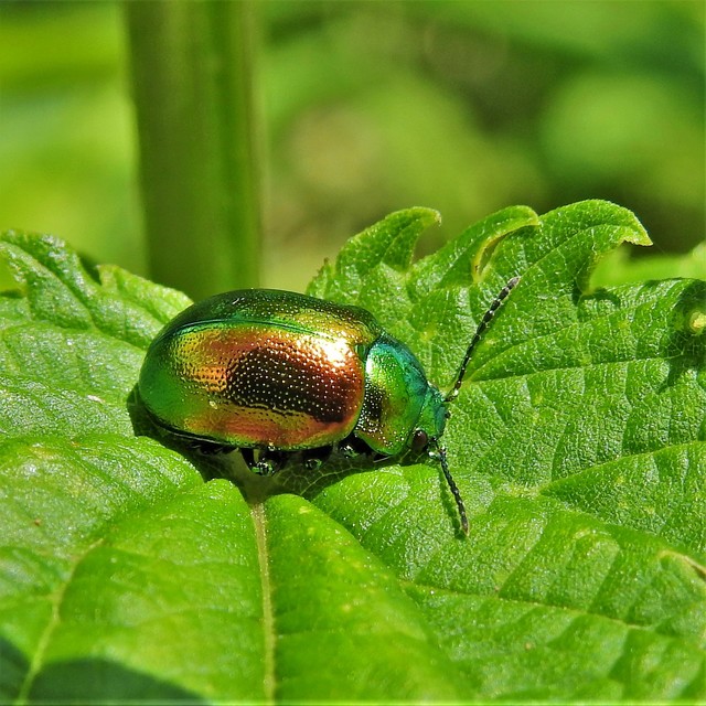 Chrysolina graminis - zöld varádicslevelész