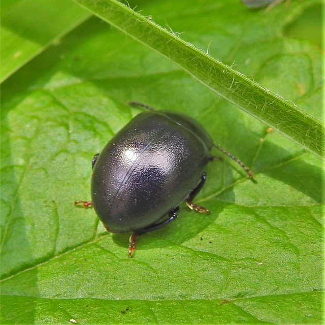 Chrysolina sturmi - vöröslábú levelész