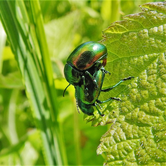 Chrysolina graminis - zöld varádicslevelész
